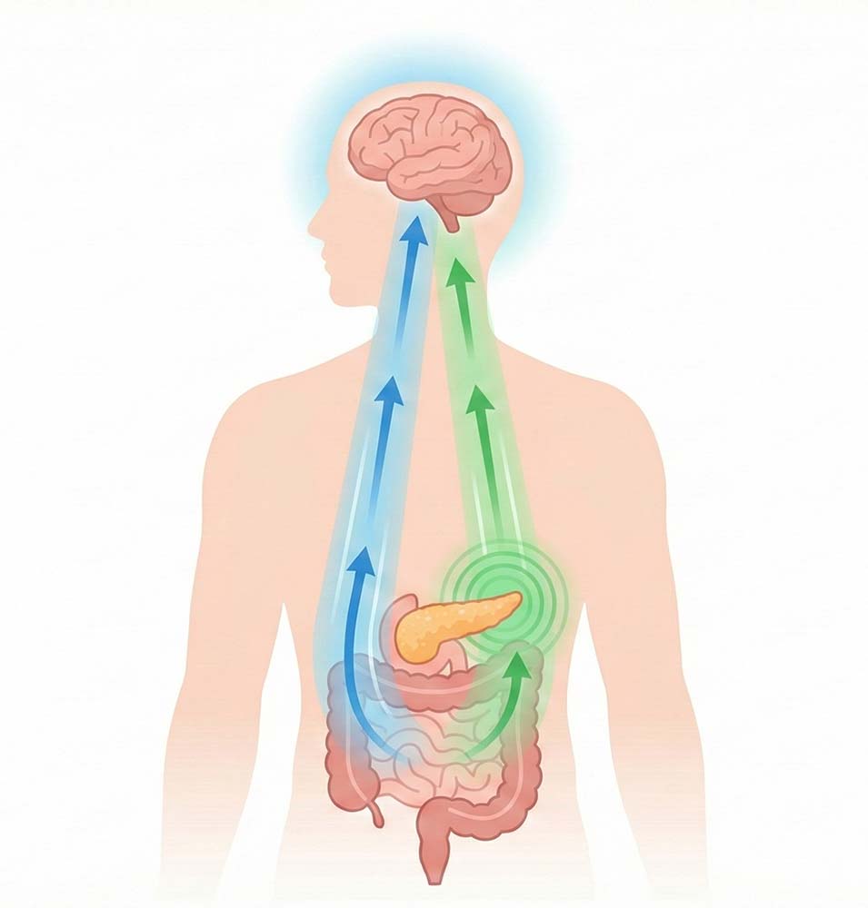 猛健樂雙重機轉示意圖：GLP-1 與 GIP 受體作用機制